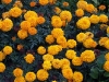 Tagetes 'Orange Lady'