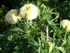 Tagetes 'Vanilla'