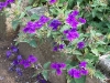 Verbena 'Superbena Bleu'