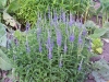 Veronica spicata
