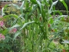 Zea mays
