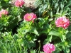 Zinnia elegans 'Dreamland Pink'