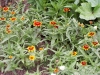 Zinnia elegans 'Old Mexico'