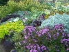 Mixed-border 13