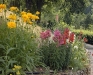 Antirrhinum majus
