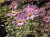 Arctanthemum arcticum 'Roseum'