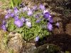 Campanula portenschlagiana