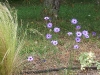 Catananche caerulea