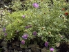 Centaurea dealbata
