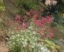 Centranthus ruber