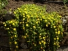 Delosperma lineare