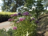 Dianthus barbatus
