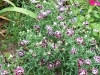 Dianthus 'Chianti'
