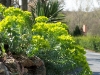 Euphorbia myrsinites