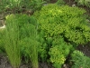 Euphorbia seguieriana ssp. niciciana