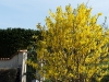Forsythia x intermedia