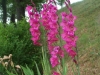 Gladiolus communis ssp. byzantinus