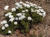 Iberis sempervirens