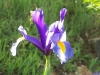 Iris 'Blue Magic'