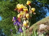 Iris 'Tracy Tyrene'