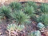 Koeleria glauca 'Blue Sprite'