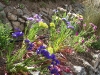 Limonium sinuatum race Forever