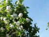 Philadelphus 'Buckley's Quill'