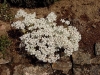 Sedum album