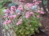 Sedum 'Matrona'