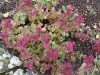 Sedum 'Ruby Glow'