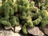 Sedum reflexum 'Cristatum'