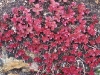 Sedum spurium 'Fuldaglut'
