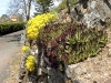 Sempervivum tectorum