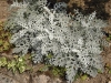 Senecio cineraria