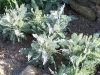 Tanacetum ptarmiciflorum 'Silver Lace'