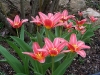 Tulipa 'Rainbow'