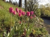 Tulipa 'Renown'