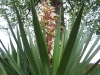 Yucca gloriosa