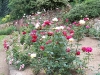 roseraie_partie-basse02