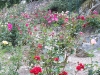 roseraie_partie-basse03