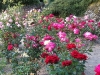 roseraie_partie-basse04