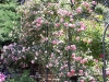 roseraie_partie-en-terrasses03