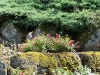 roseraie_rocher01