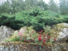 roseraie_rocher02