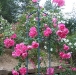 Centenaire de Lourdes rose