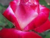 Double Delight