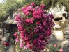 Excelsa
