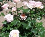 Johann Strauss