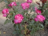 Rose Gaujard