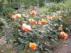 Westerland